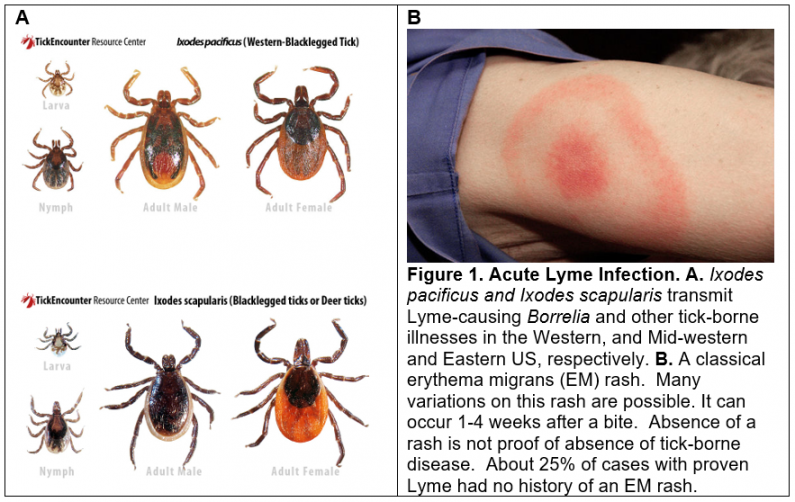 Lyme Disease Research Naviaux Lab